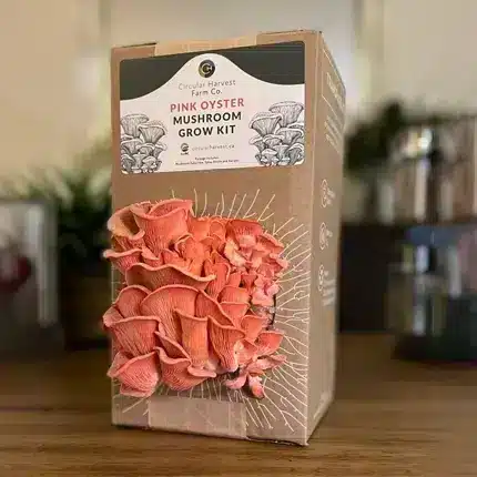 Mushroom Box